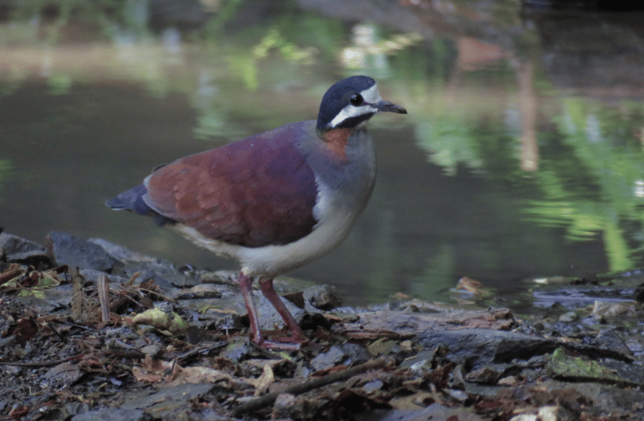 burung purple quail dove