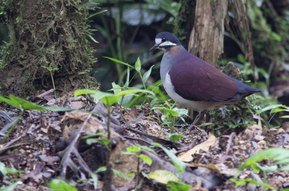burung purple quail dove