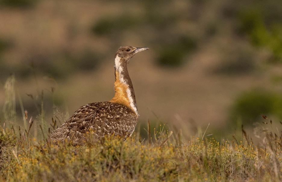 5 Fakta Ludwig's Bustard, Burung Pengembara Tangguh dari Gurun Afrika