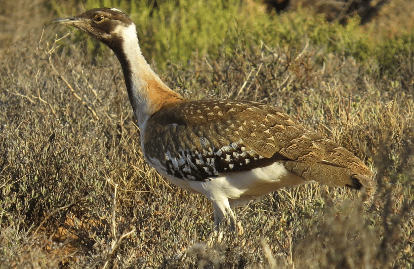 burung ludwig's bustard