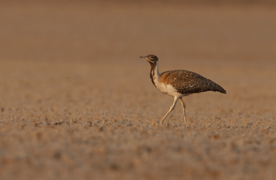 burung ludwig's bustard