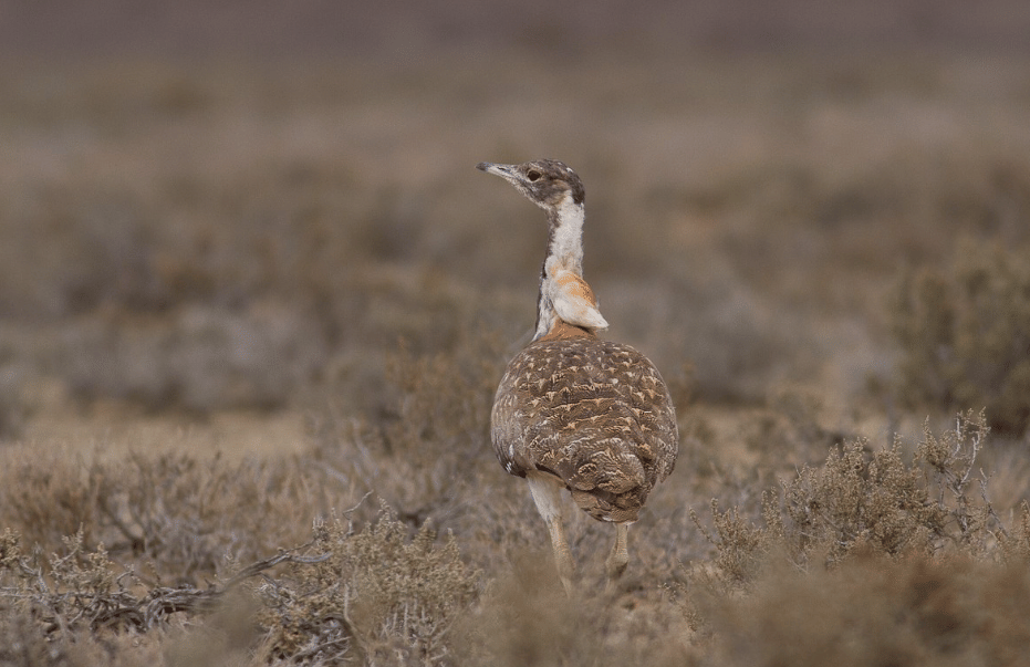 burung ludwig's bustard