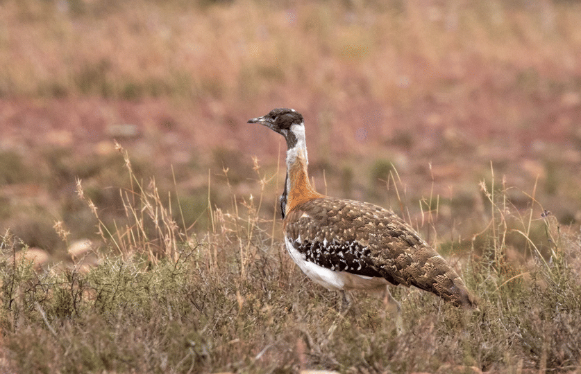 burung ludwig's bustard