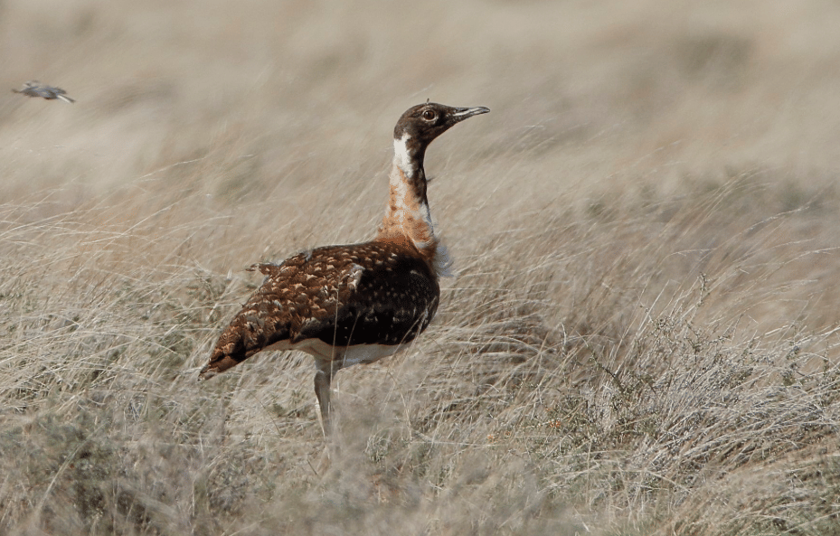 burung ludwig's bustard