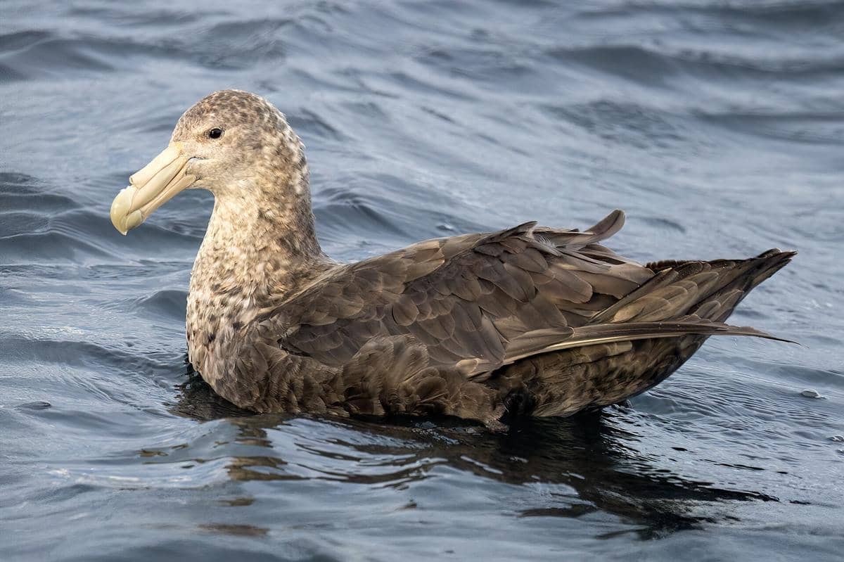 Potret southern giant petrel