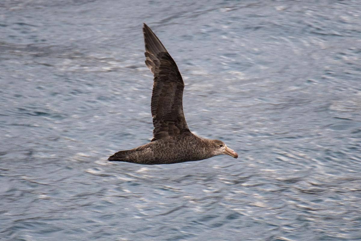 Potret southern giant petrel