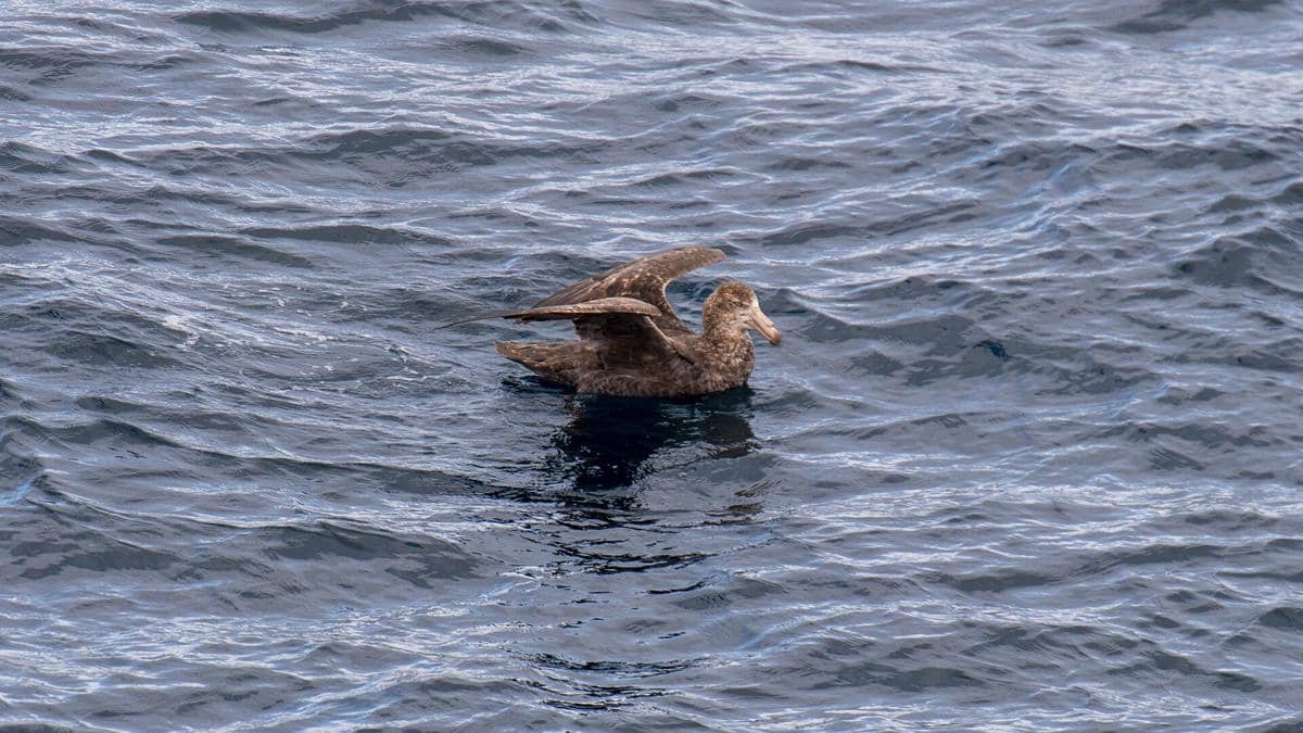 Potret southern giant petrel