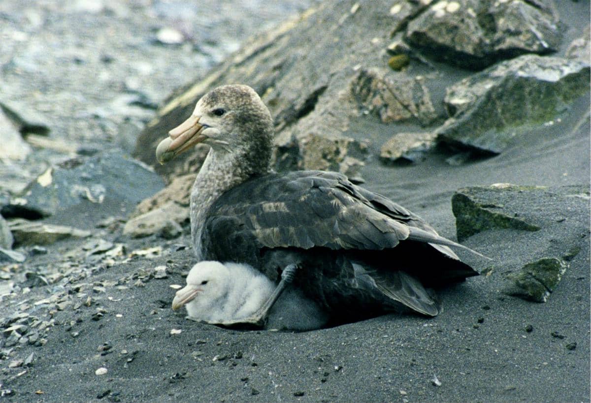 Potret southern giant petrel