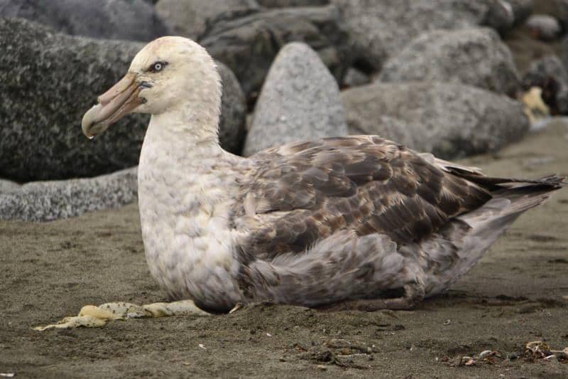 5 Fakta Southern Giant Petrel, Burung Pemulung Bangkai Hewan Laut