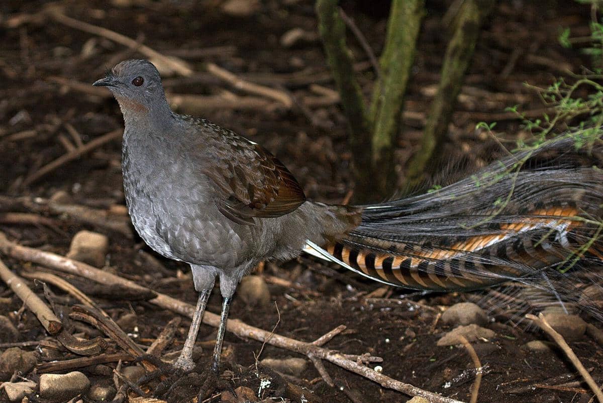 5 Fakta Unik Superb Lyrebird, Bisa Meniru Suara Gergaji Mesin