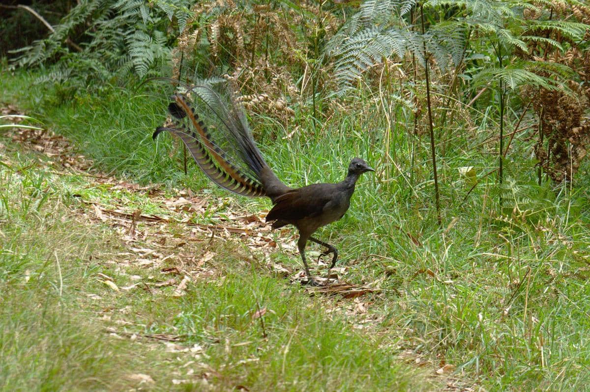Superb Lyrebird 