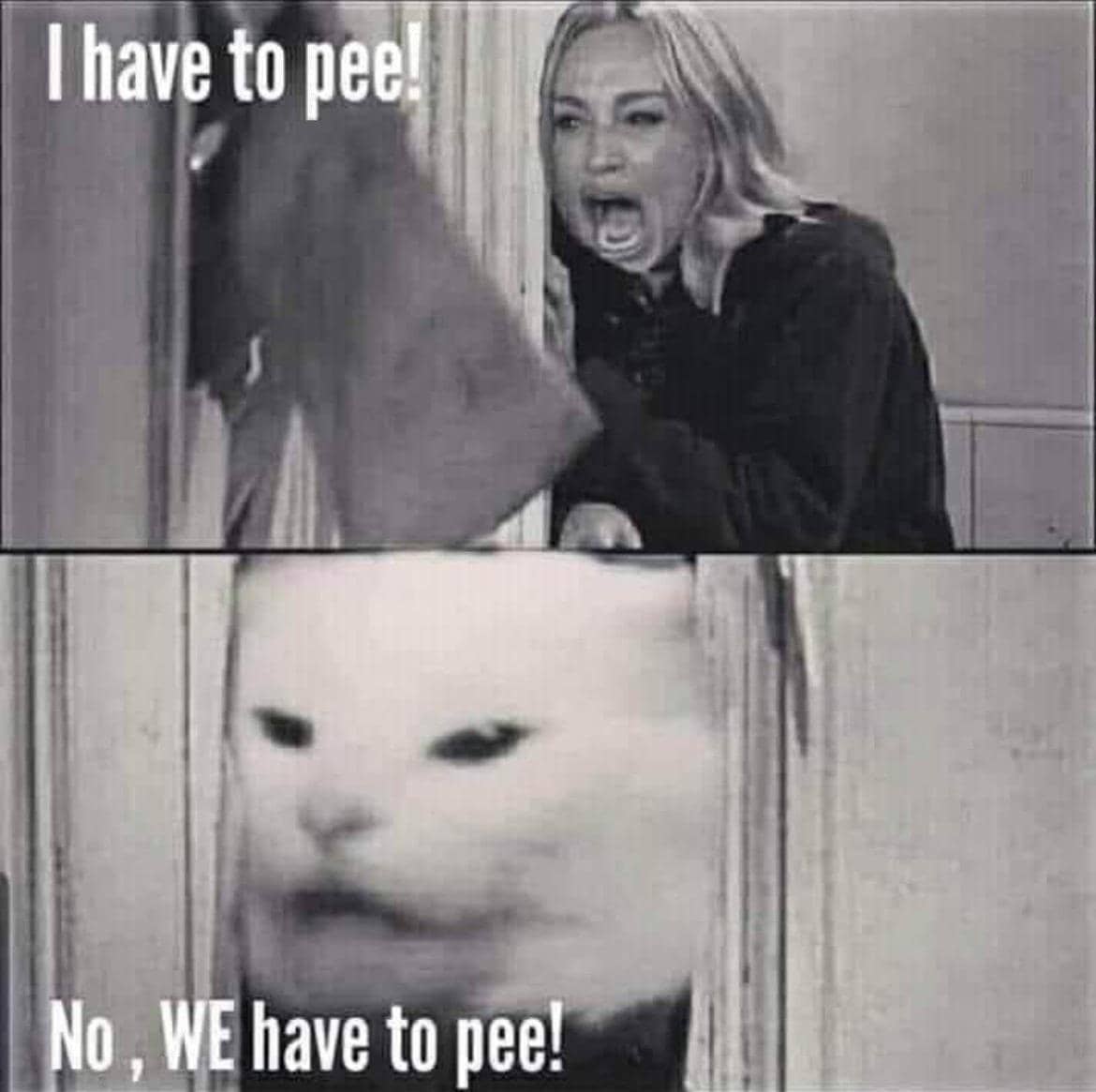 meme kucing buang air kecil