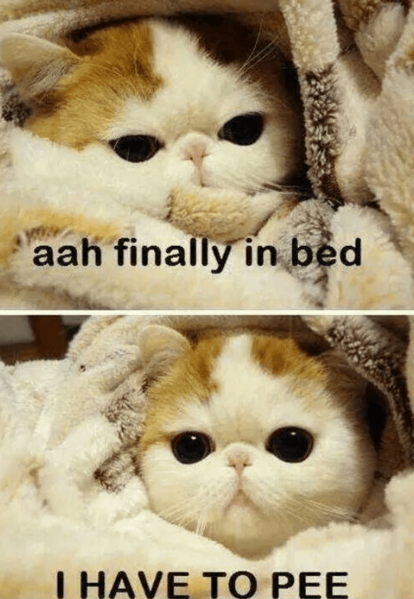 meme kucing buang air kecil