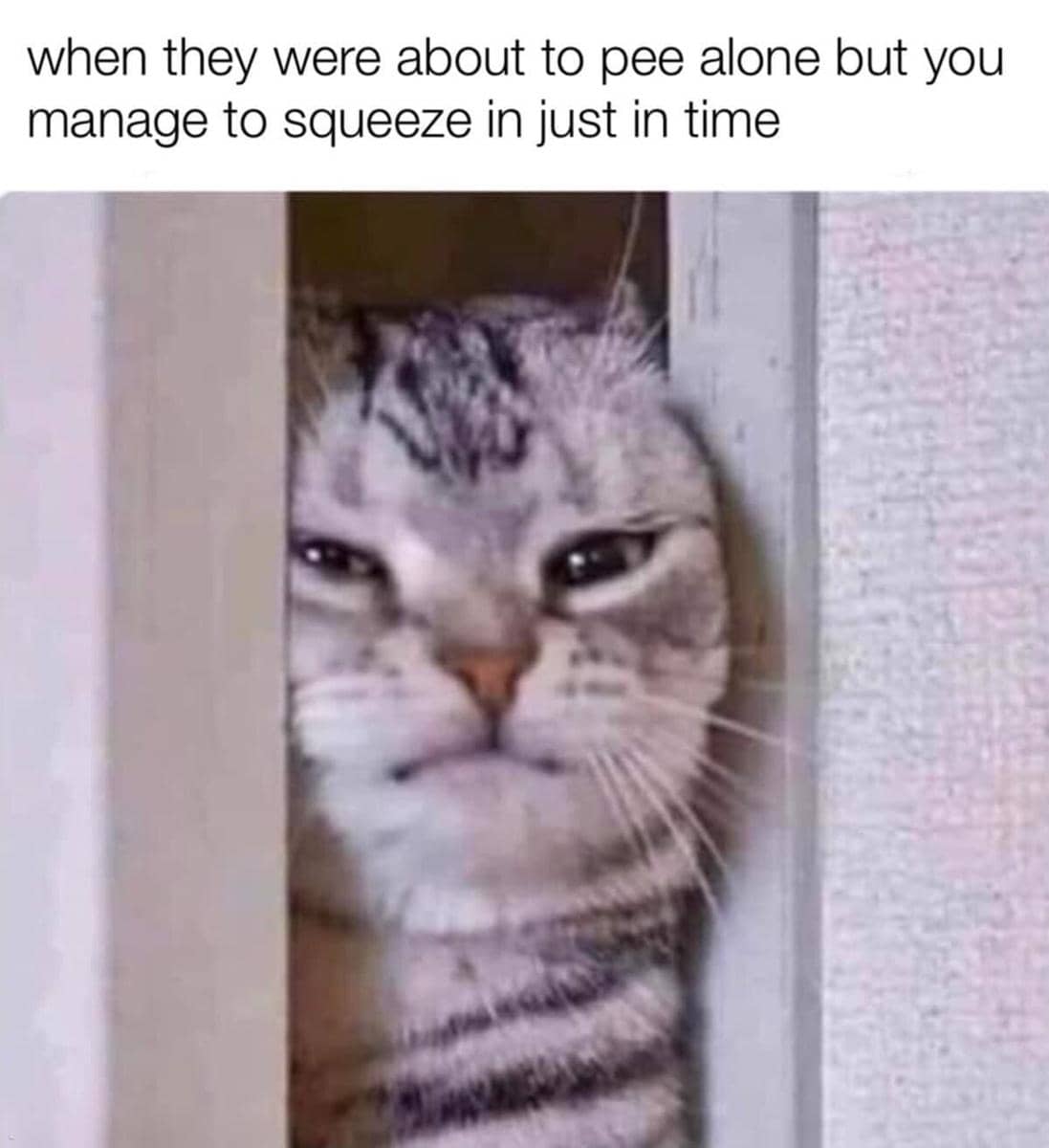 meme kucing buang air kecil