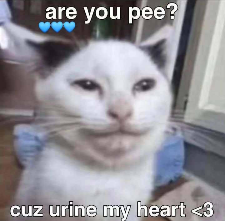 meme kucing buang air kecil