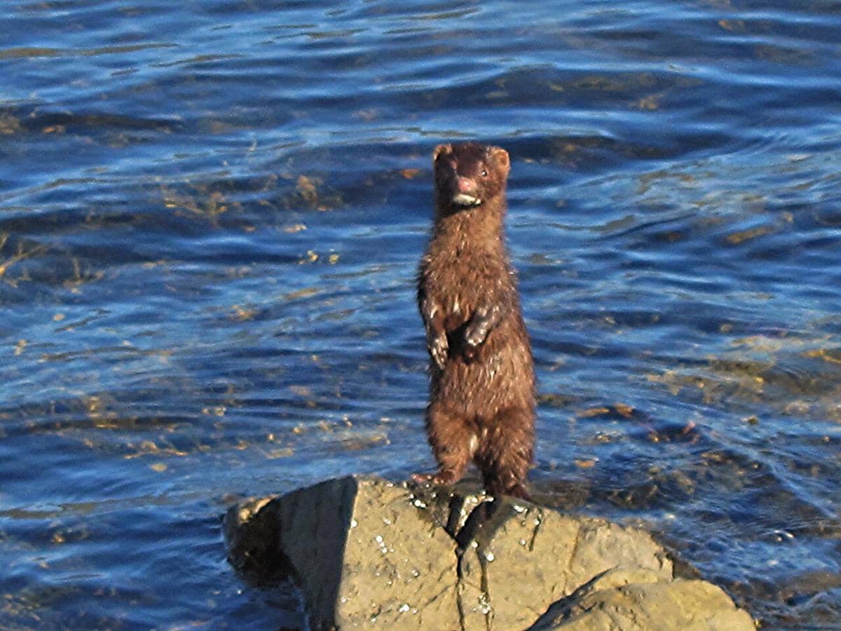 5 Mamalia yang Bisa Hidup di Darat dan Air, Apa Saja?