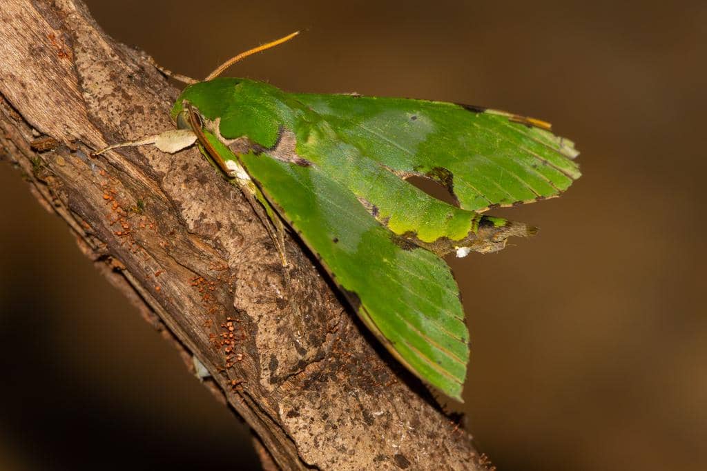 Ngengat Euchloron megaera