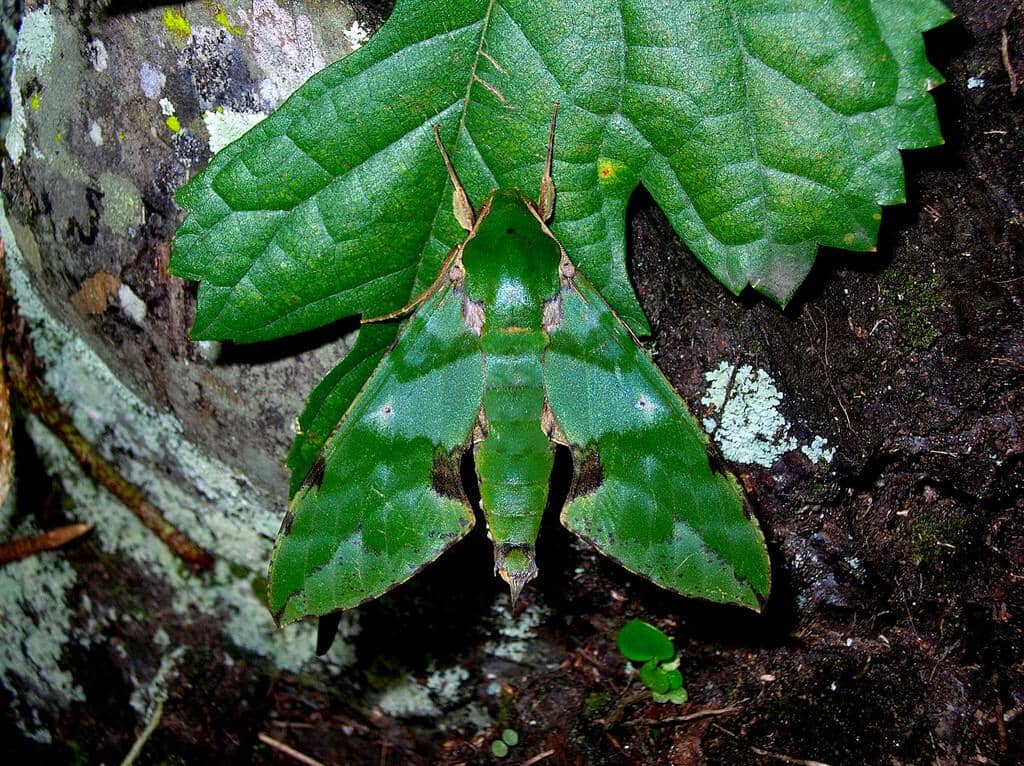 Ngengat Euchloron megaera