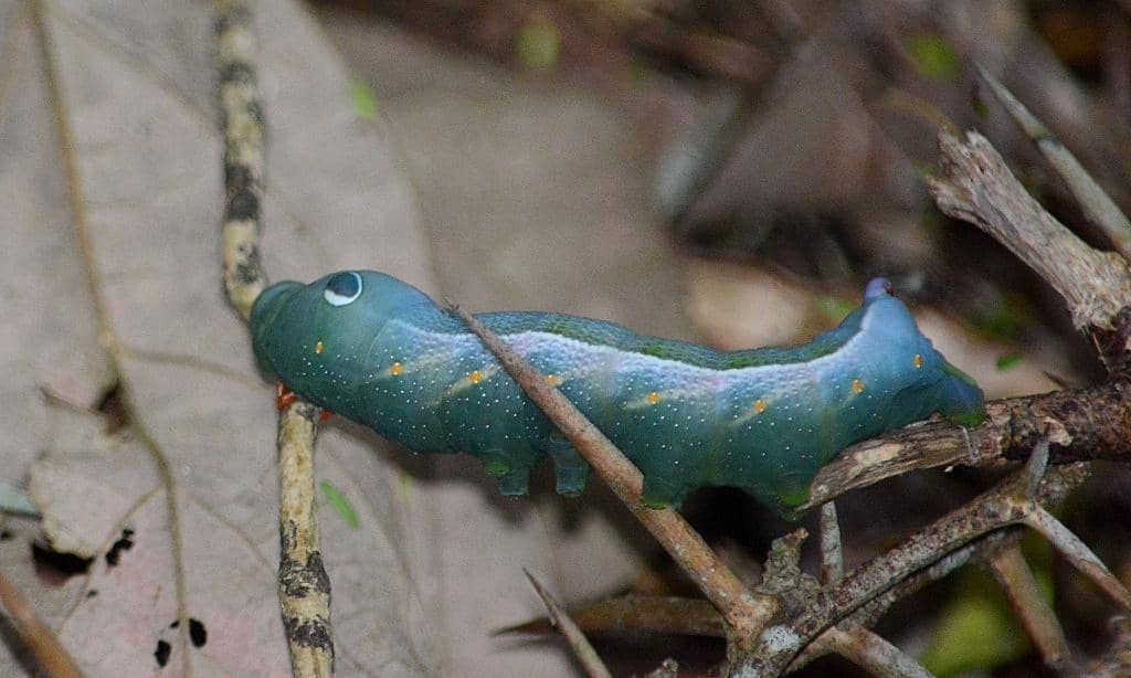 Larva Euchloron megaera