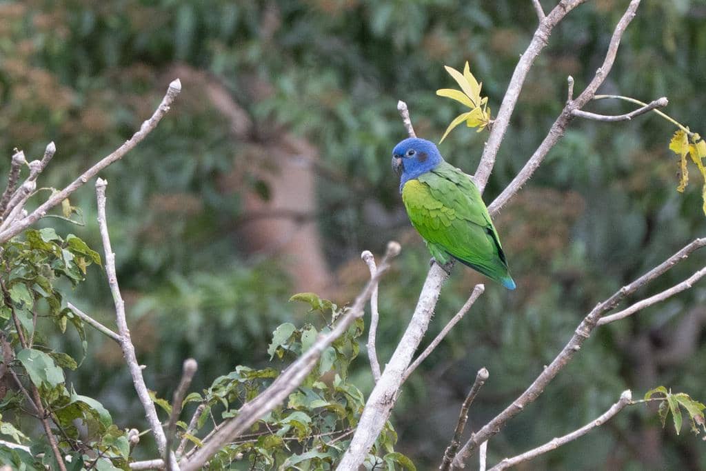 Burung Pionus menstruus