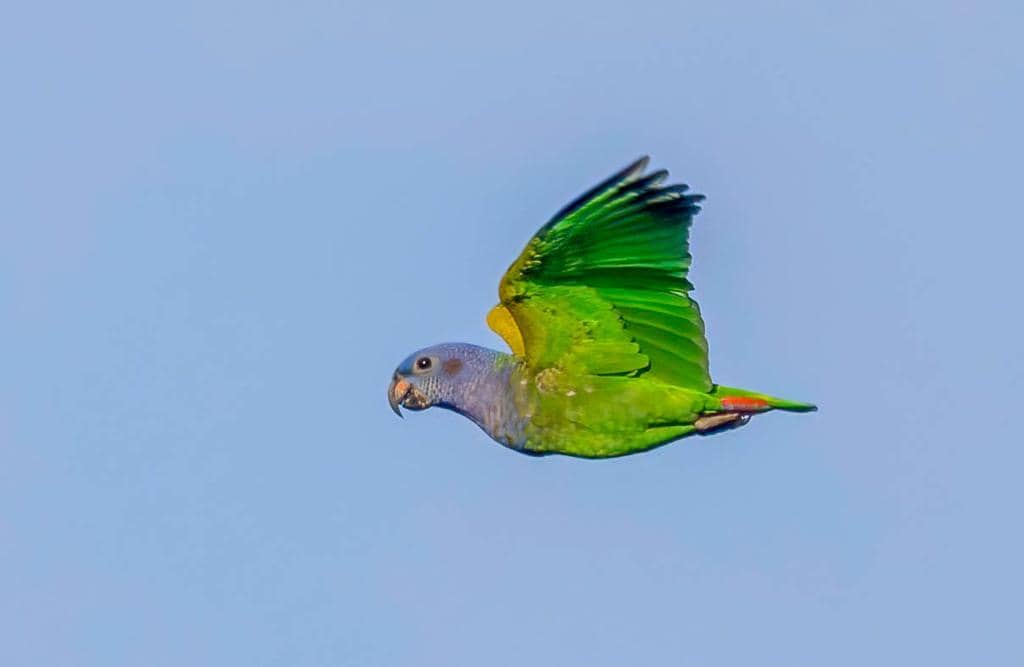 Burung Pionus menstruus
