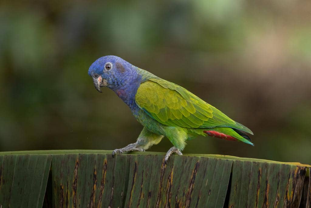 Burung Pionus menstruus
