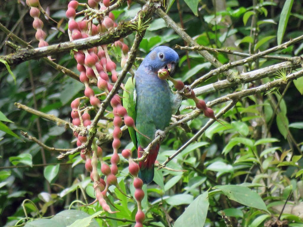 Burung Pionus menstruus