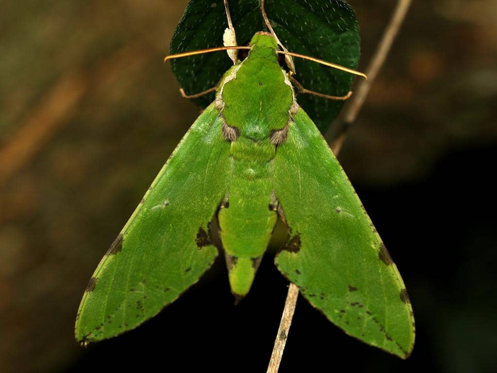 Ngengat Euchloron megaera