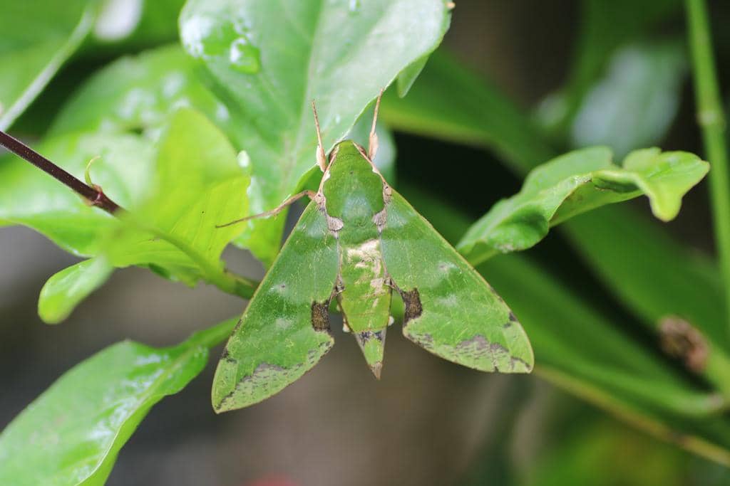 5 Fakta Menarik Verdant Hawkmoth, Ngengat Hijau Eksotis dari Afrika