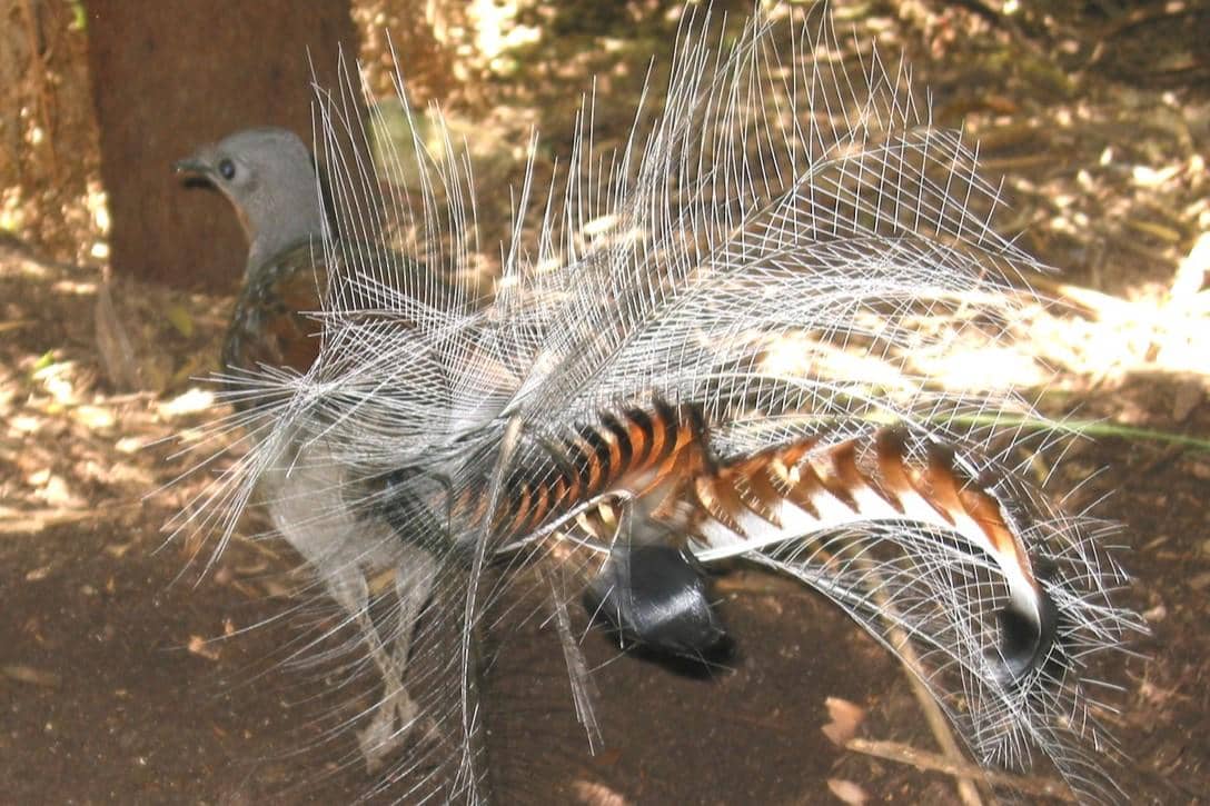 Superb Lyrebird