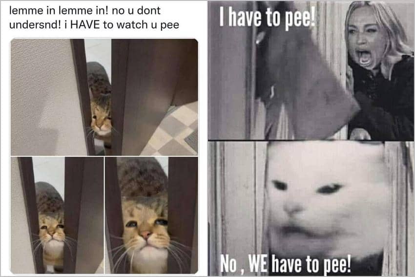 7 Meme Kucing Buang Air Kecil, Malah Ikut Babu ke Toilet?