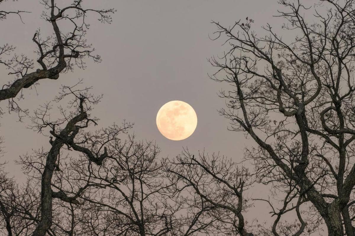 ilustrasi worm moon tentang kebangkitan ekosistem