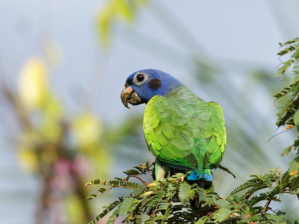5 Fakta Blue Headed Parrot, Burung Beo Kepala Biru dari Hutan Tropis