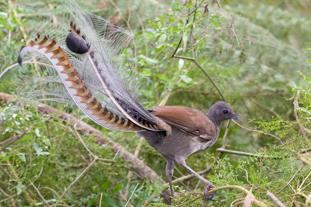 Superb Lyrebird