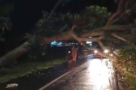 Cuaca Ekstrem Landa Magetan, Pohon Mahoni Tumbang Timpa 2 Pemotor