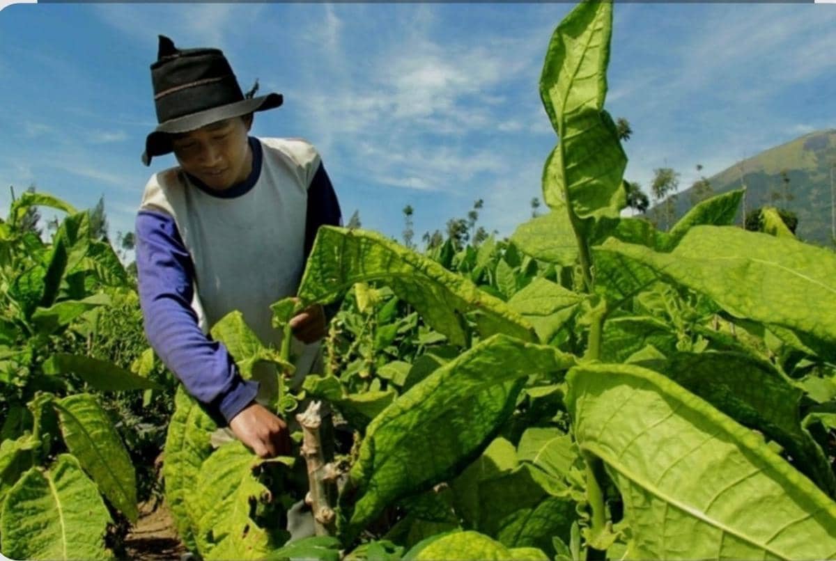 Dorongan Pembatasan Kadar Tar dan Nikotin Bikin Petani Tembakau Resah