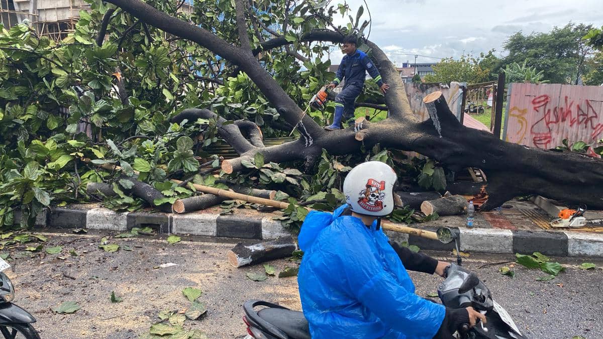 Hujan Deras Terjang Bandung, Pohon Tumbang di Sejumlah Titik