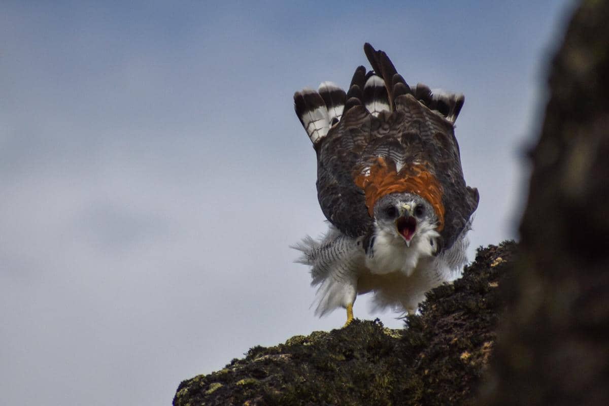 5 Fakta Red Backed Hawk, Merah di Punggung hanya Dimiliki oleh Betina
