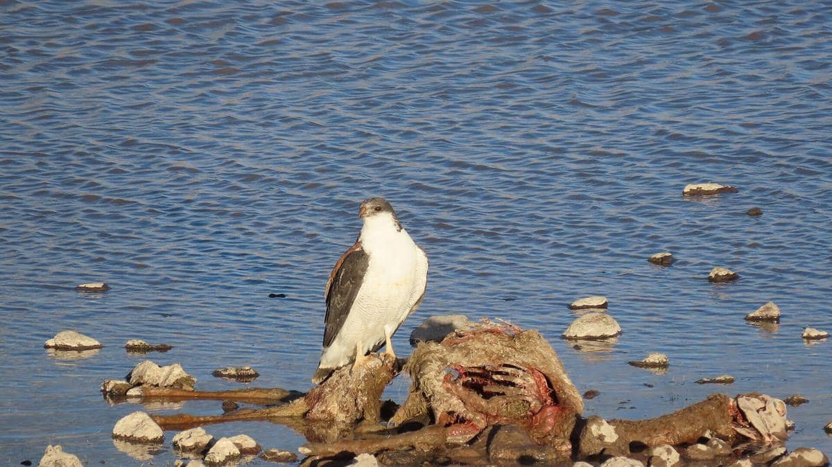 Potret red-backed hawk