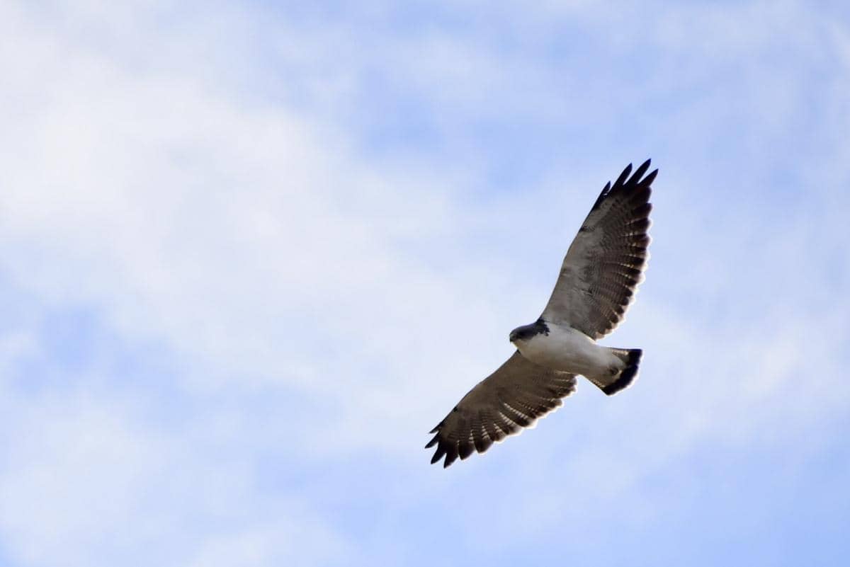 Potret red-backed hawk
