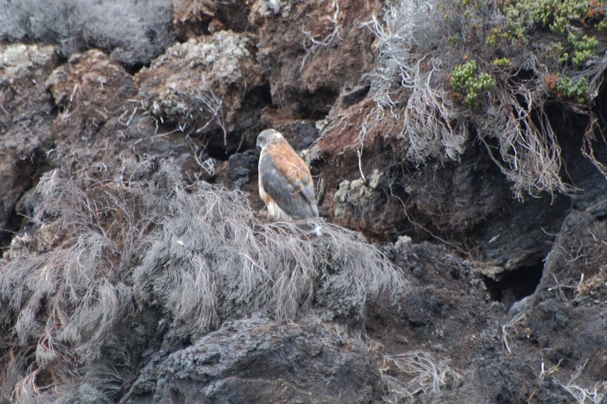 Potret red-backed hawk