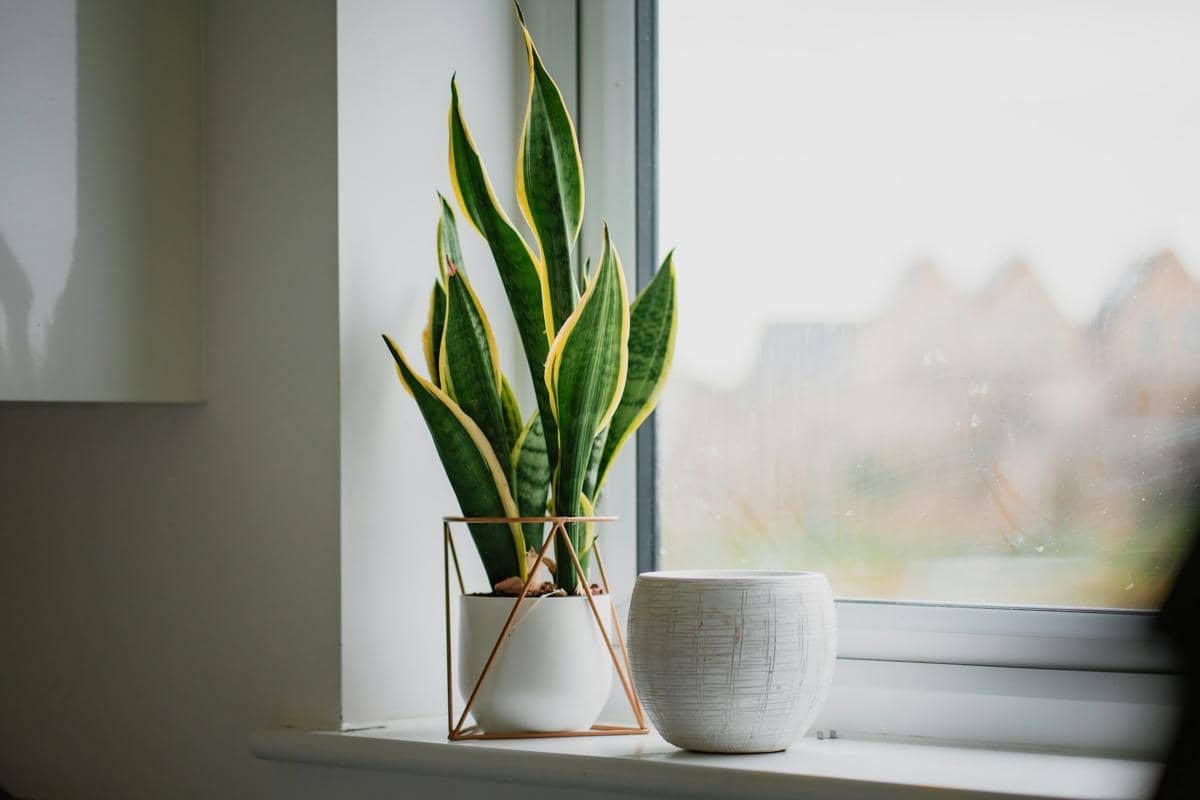 ilustrasi lidah mertua