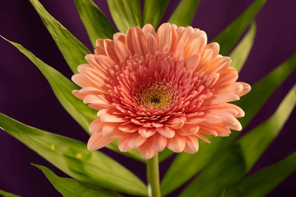 ilustrasi gerbera peach