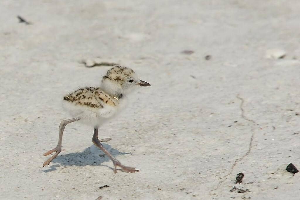 Anak cerek salju langsung bisa berlari setelah menetas.