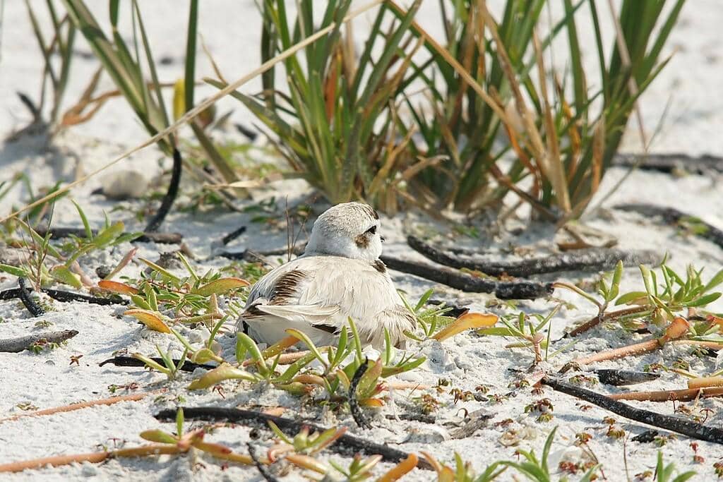Cerek salju sedang berada di sarang. 