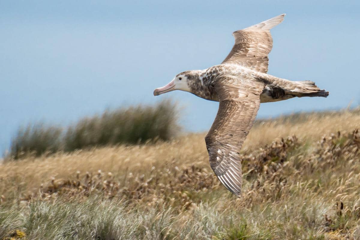 fakta Albatros Amsterdam yang berbulu cokelat gelap