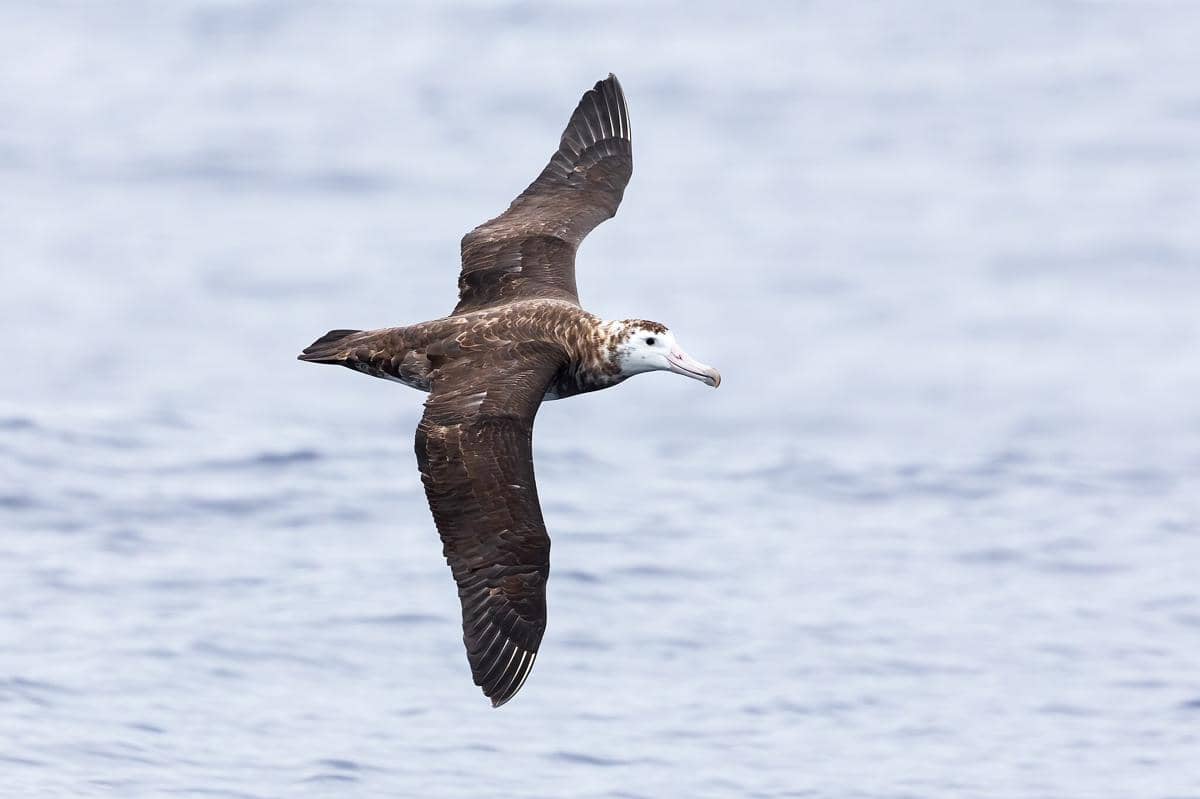 5 Fakta Albatros Amsterdam, Burung Laut Langka yang Terancam Punah