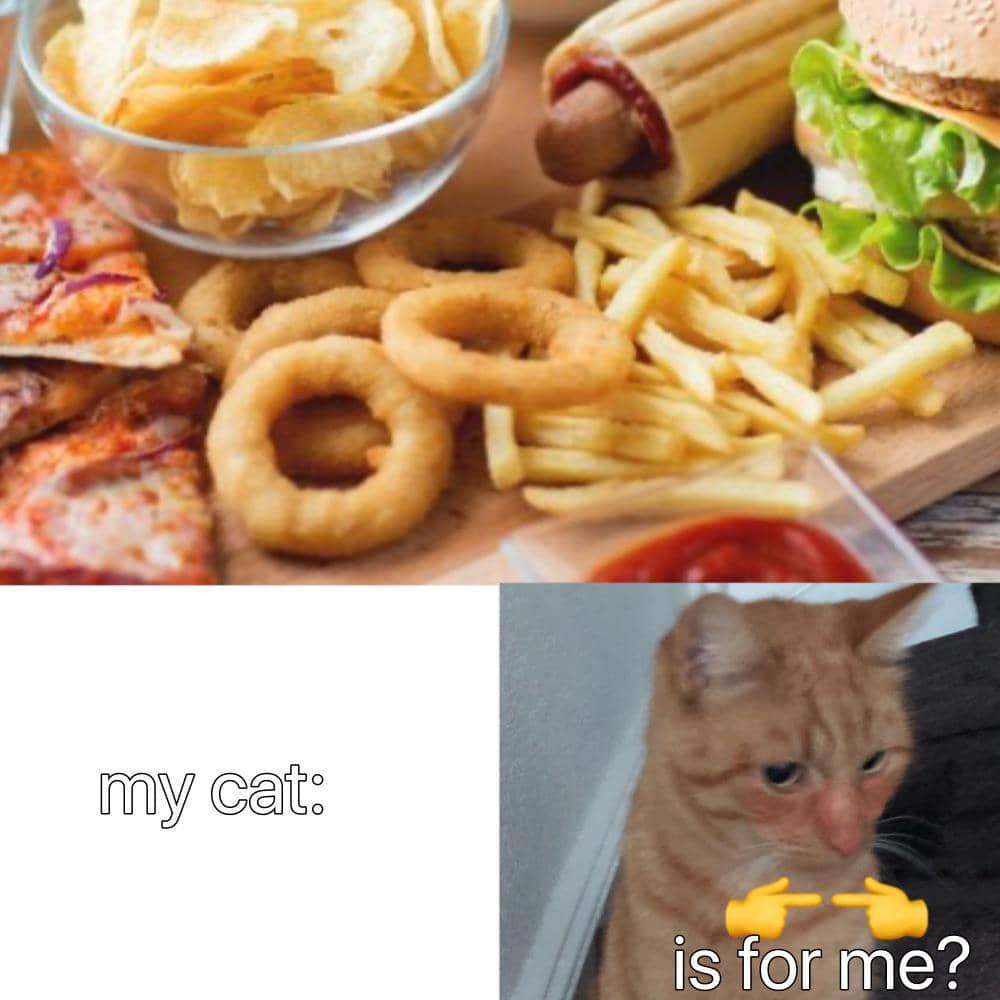 meme kucing tentang camilan