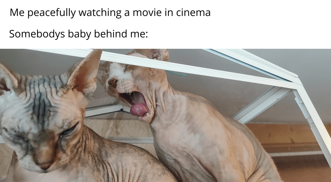 meme kucing tentang nonton film