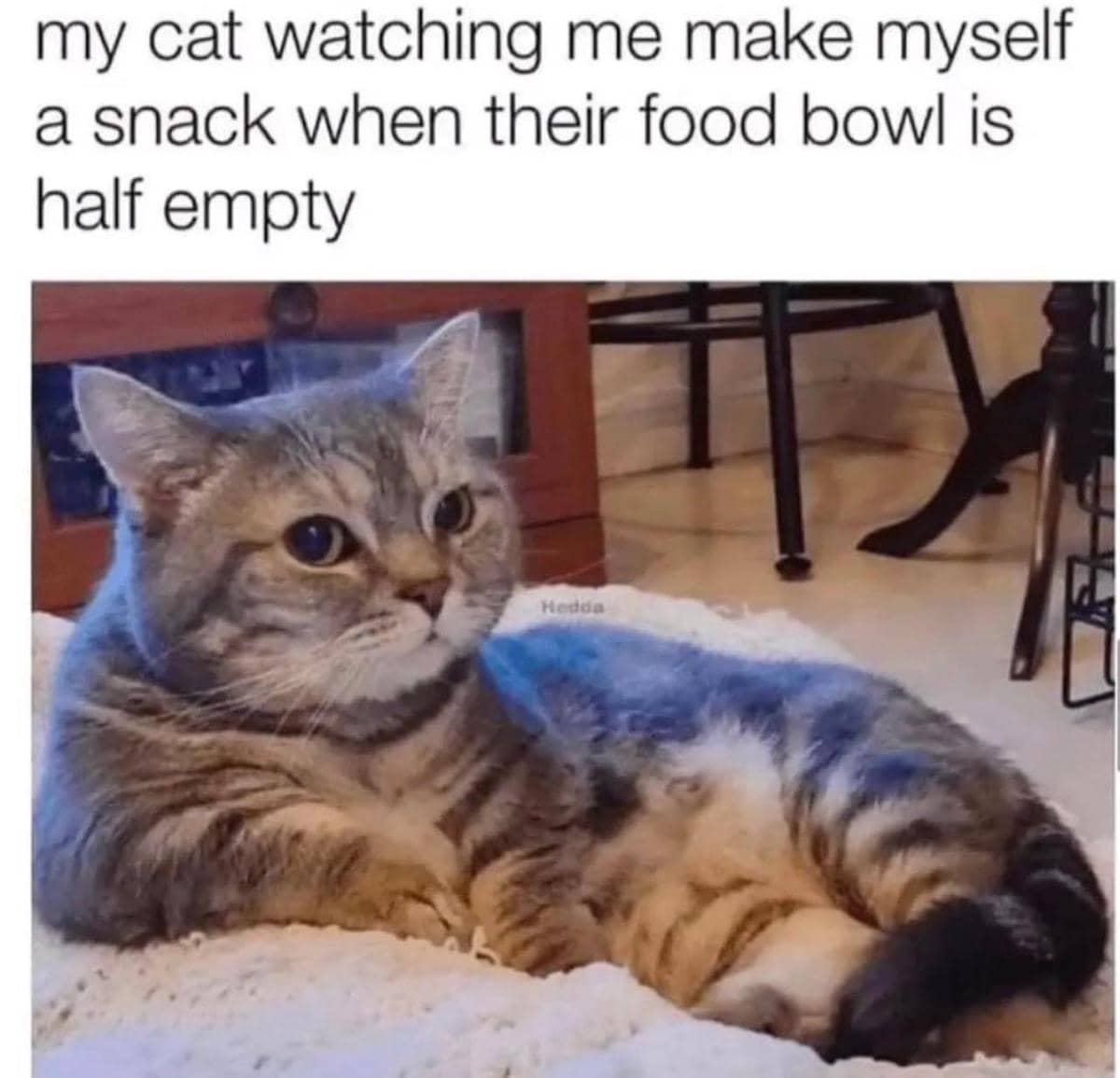 meme kucing tentang camilan